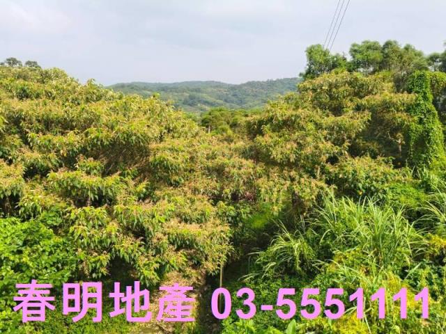新竹新埔農地-2