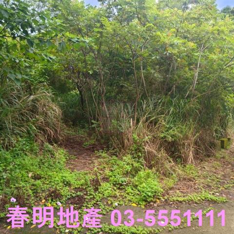湖口農地-4