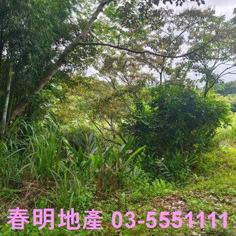 湖口農地-5
