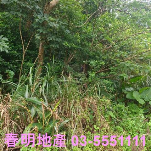 湖口農地-7