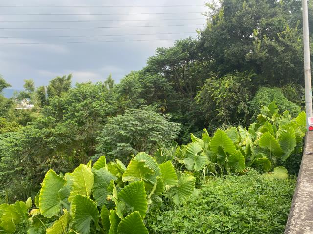 桃園農地-2