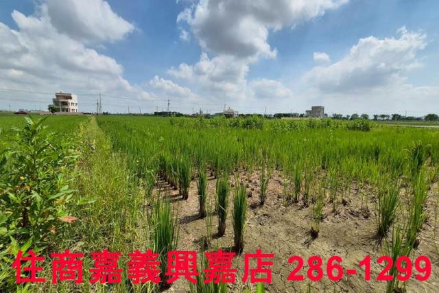 鹿草農地-5