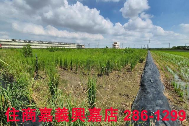 鹿草農地-6