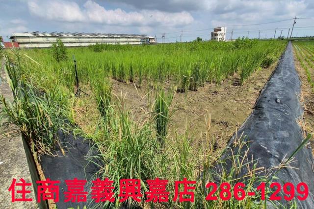 鹿草農地-7