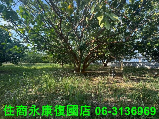 台南農地-3