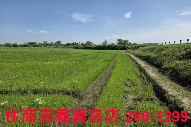 嘉義西區農地-5