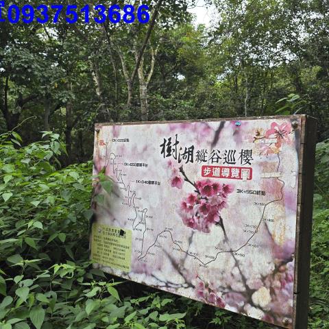 壽豐林地-5