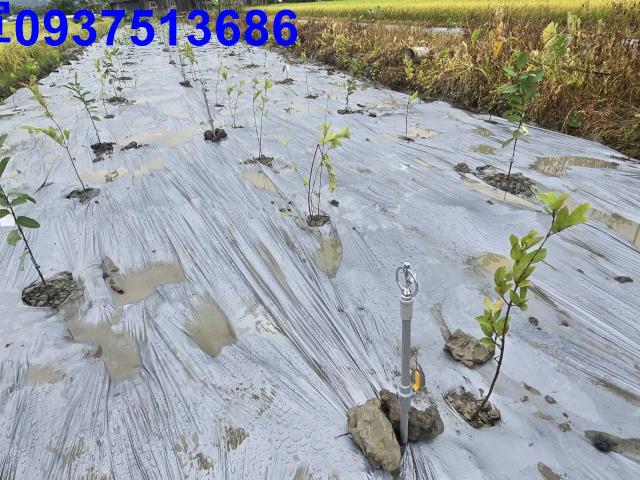 員山農地-2