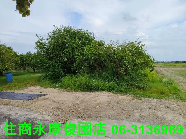 台南佳里農地-11