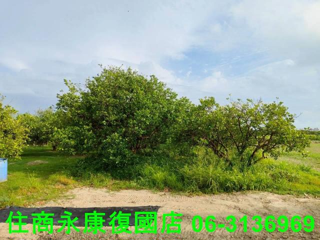 台南佳里農地-15