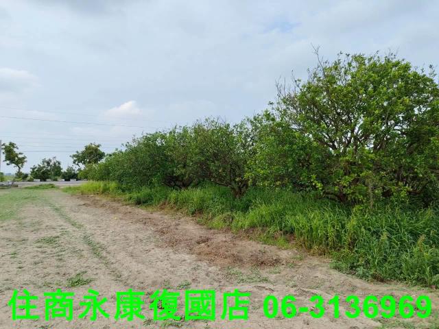 台南佳里農地-6