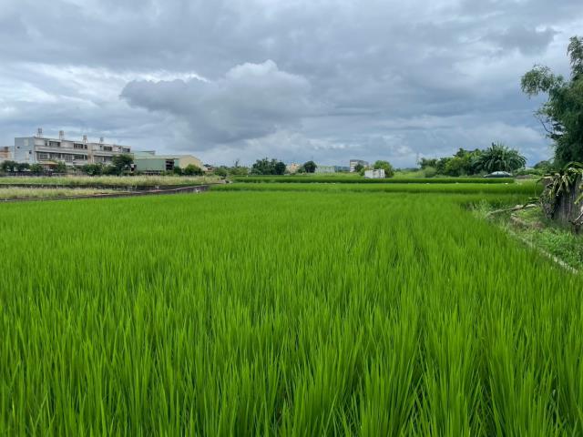 清水農地-15