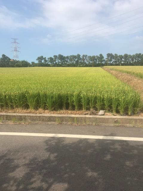 桃園農地-11
