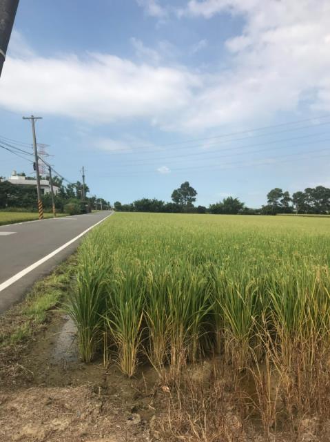 桃園農地-1