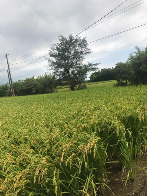 桃園農地-5