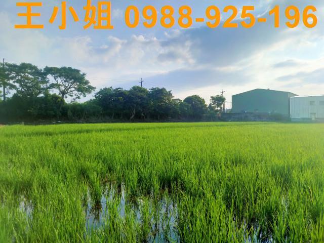 桃園農地-1