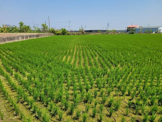 太保農地-3