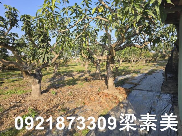 善化農地-1