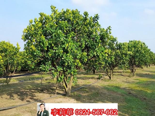 麻豆農地-1