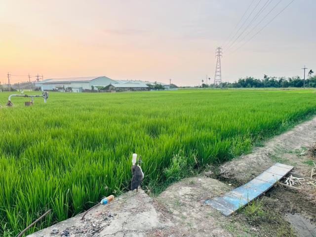 嘉義民雄農地-2