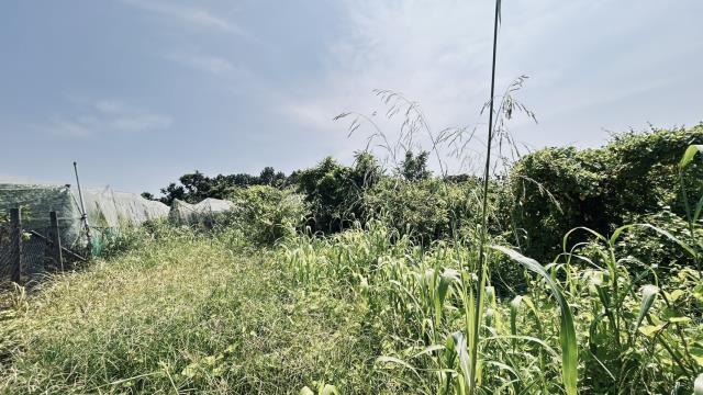 高雄燕巢農地-3