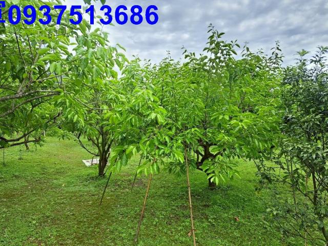 宜蘭農地-6